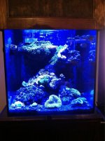 ImageUploadedByReefs1347499024.887162.jpg