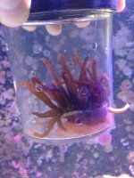 ImageUploadedByReefs1365951332.866805.jpg