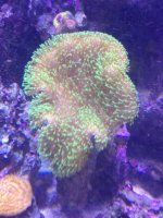 ImageUploadedByReefs1365951457.135487.jpg