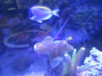 ImageUploadedByReefs1351132268.103815.jpg