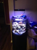 ImageUploadedByReefs1340830160.863315.jpg