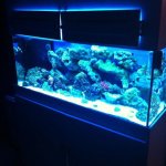 ImageUploadedByReefs1355842478.770122.jpg