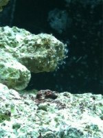 ImageUploadedByReefs1340853260.474467.jpg