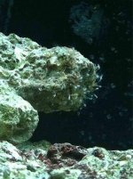 ImageUploadedByReefs1340853359.372016.jpg