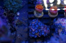 blue tub zoo.jpg