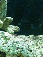 ImageUploadedByReefs1340853415.014036.jpg