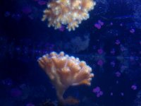 IMAG0345 (1).jpg