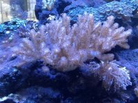 ImageUploadedByReefs1365973480.998884.jpg ImageUploadedByReefs1365973480.998884.jpg