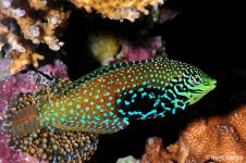 leopard wrasse 2.jpg