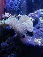 ImageUploadedByReefs1365973499.825569.jpg