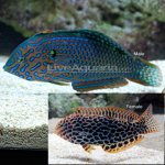 Leopard wrasse..jpg
