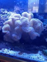 ImageUploadedByReefs1365973522.495953.jpg