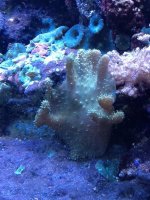 ImageUploadedByReefs1365973587.972718.jpg