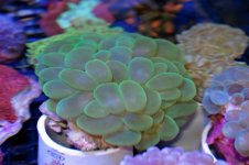 green bubble.jpg