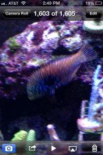 ImageUploadedByReefs1355860332.406587.jpg