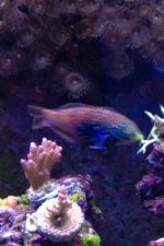 ImageUploadedByReefs1355860344.904441.jpg