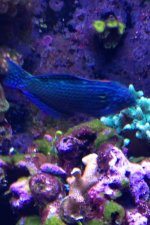 ImageUploadedByReefs1355860415.535180.jpg