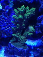 ImageUploadedByReefs1365982739.888959.jpg