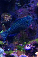 ImageUploadedByReefs1355860424.143577.jpg