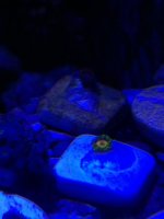 ImageUploadedByReefs1365982750.122219.jpg