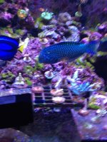 ImageUploadedByReefs1355860446.060632.jpg