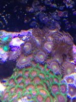 ImageUploadedByReefs1365982780.338964.jpg
