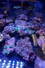 polyps.jpg