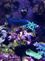 ImageUploadedByReefs1355860458.377231.jpg