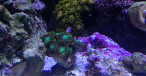 ImageUploadedByReefs1365982791.155738.jpg