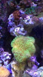 ImageUploadedByReefs1365982814.989023.jpg