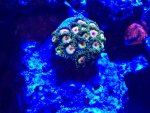ImageUploadedByReefs1365982859.289178.jpg