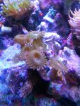 zoas.jpg