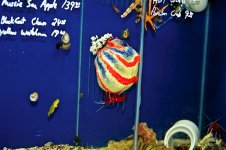 sea apple.jpg