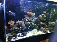 ImageUploadedByReefs1369235212.589471.jpg