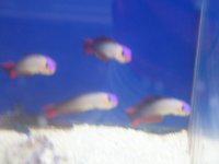 purple fire fish.jpg