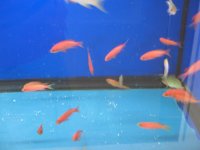 randall's anthias.jpg