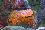sun coral.jpg