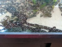 white spot cat sharks.jpg