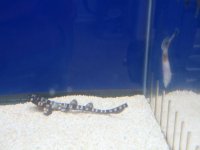speckled carpet shark.jpg
