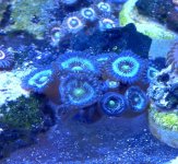 zoa ID.jpg