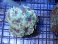 acan.jpg