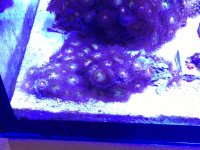 ImageUploadedByReefs1366034564.610289.jpg