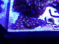 ImageUploadedByReefs1366034581.809937.jpg