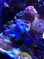 ImageUploadedByReefs1351374313.044682.jpg