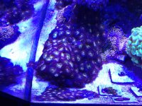 ImageUploadedByReefs1366034593.192143.jpg