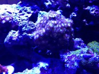 ImageUploadedByReefs1366034604.991822.jpg