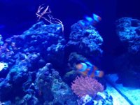 ImageUploadedByReefs1369265322.185061.jpg