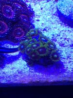 ImageUploadedByReefs1366034614.606389.jpg