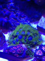 ImageUploadedByReefs1366034622.456336.jpg