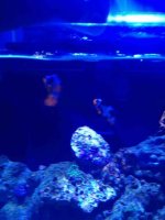 ImageUploadedByReefs1369265397.762487.jpg